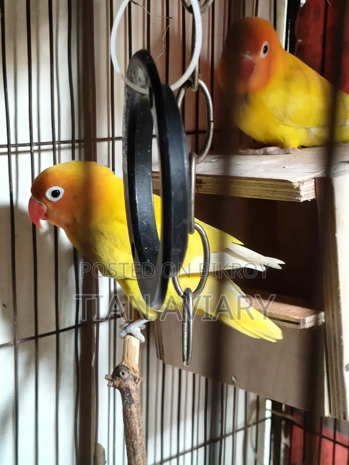 Lutino Fischer's Lovebirds Pair Adult