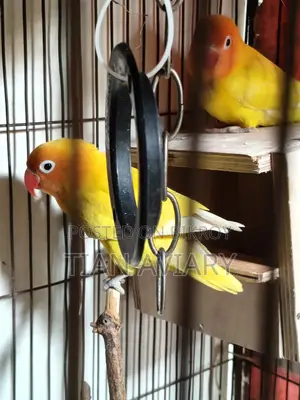 Lutino Fischer's Lovebirds Pair Adult