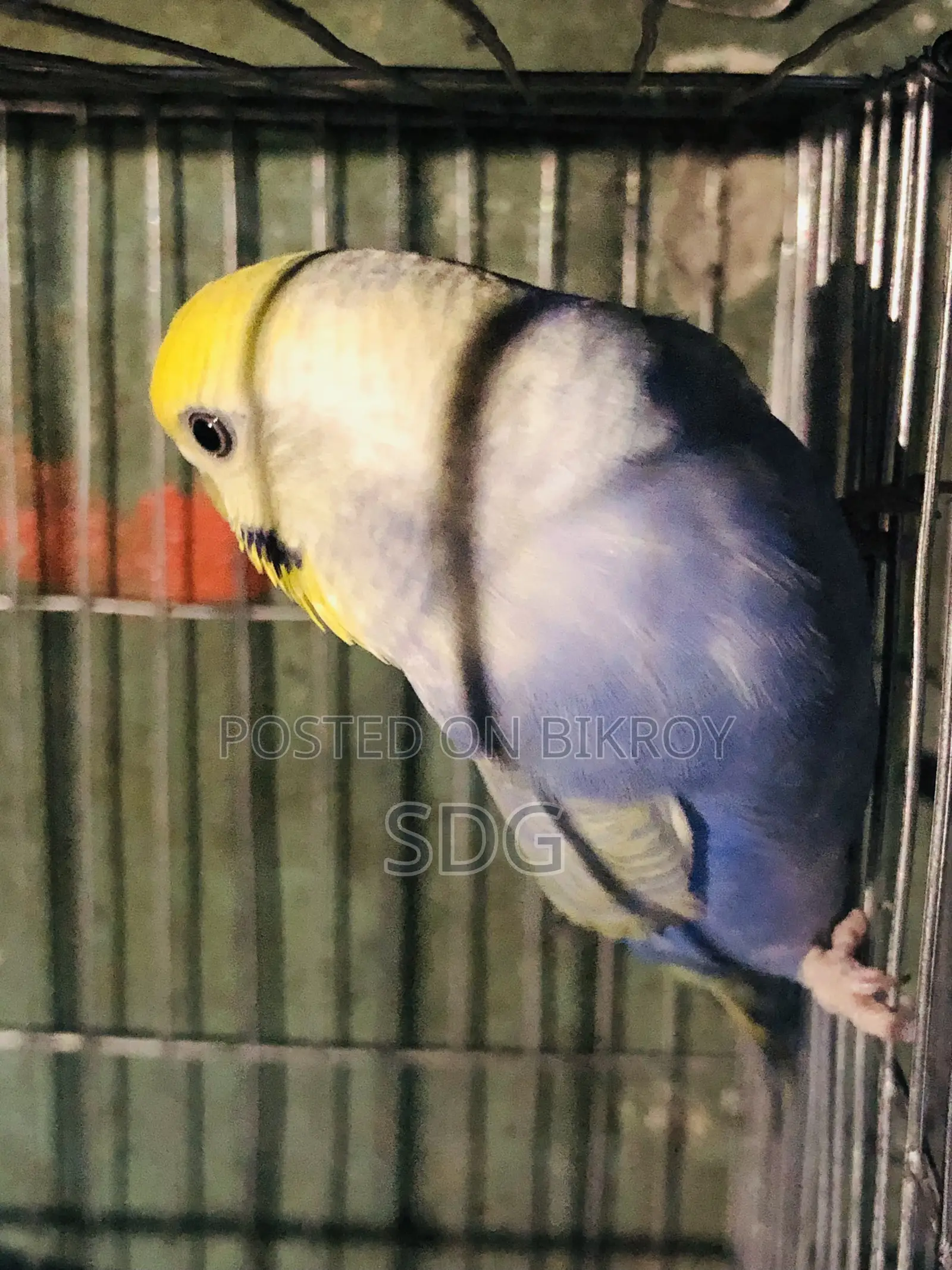 Rainbow Male