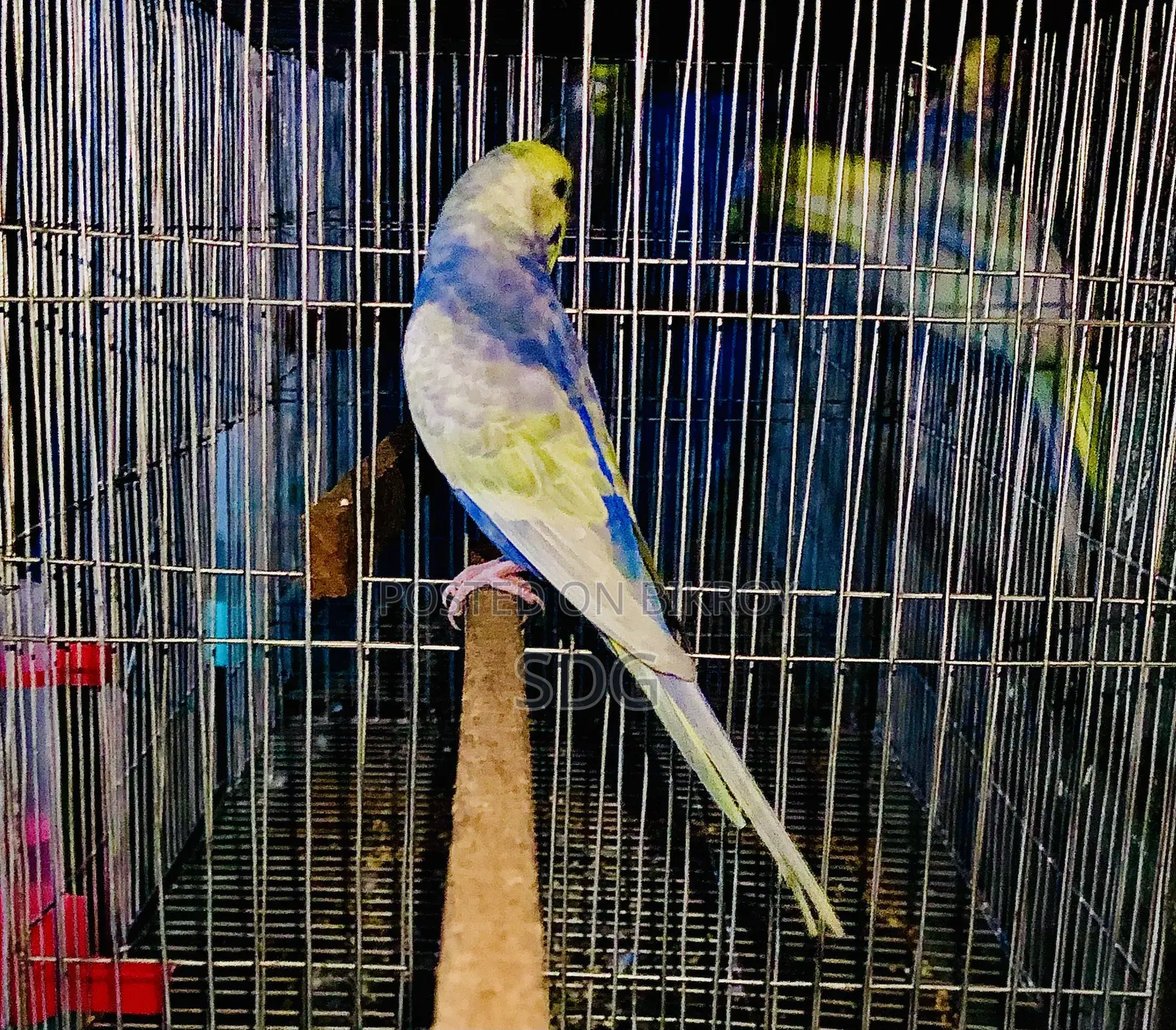Rainbow Male