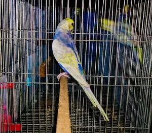 Rainbow Male