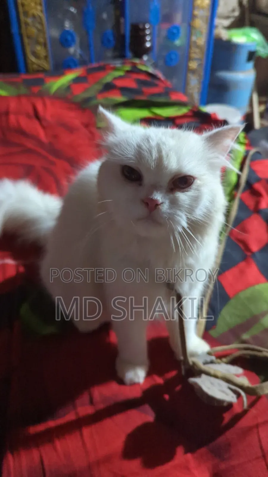 1+ year Female Purebred Persian