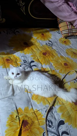 1+ year Female Purebred Persian