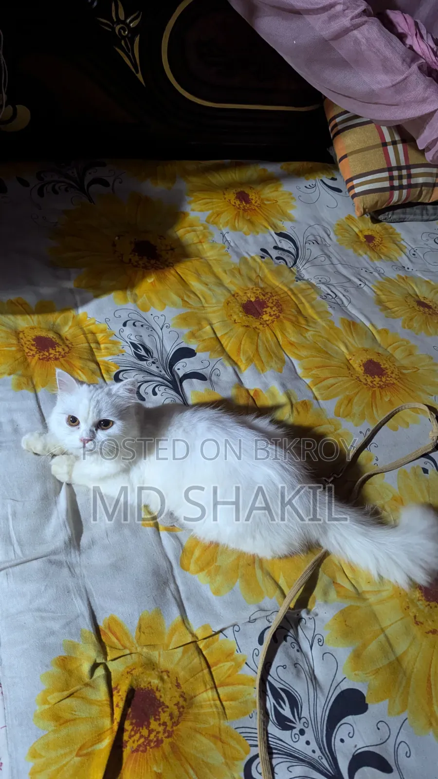 1+ year Female Purebred Persian