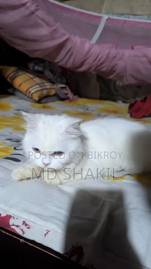 1+ year Female Purebred Persian