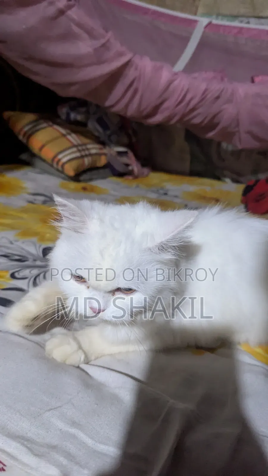1+ year Female Purebred Persian