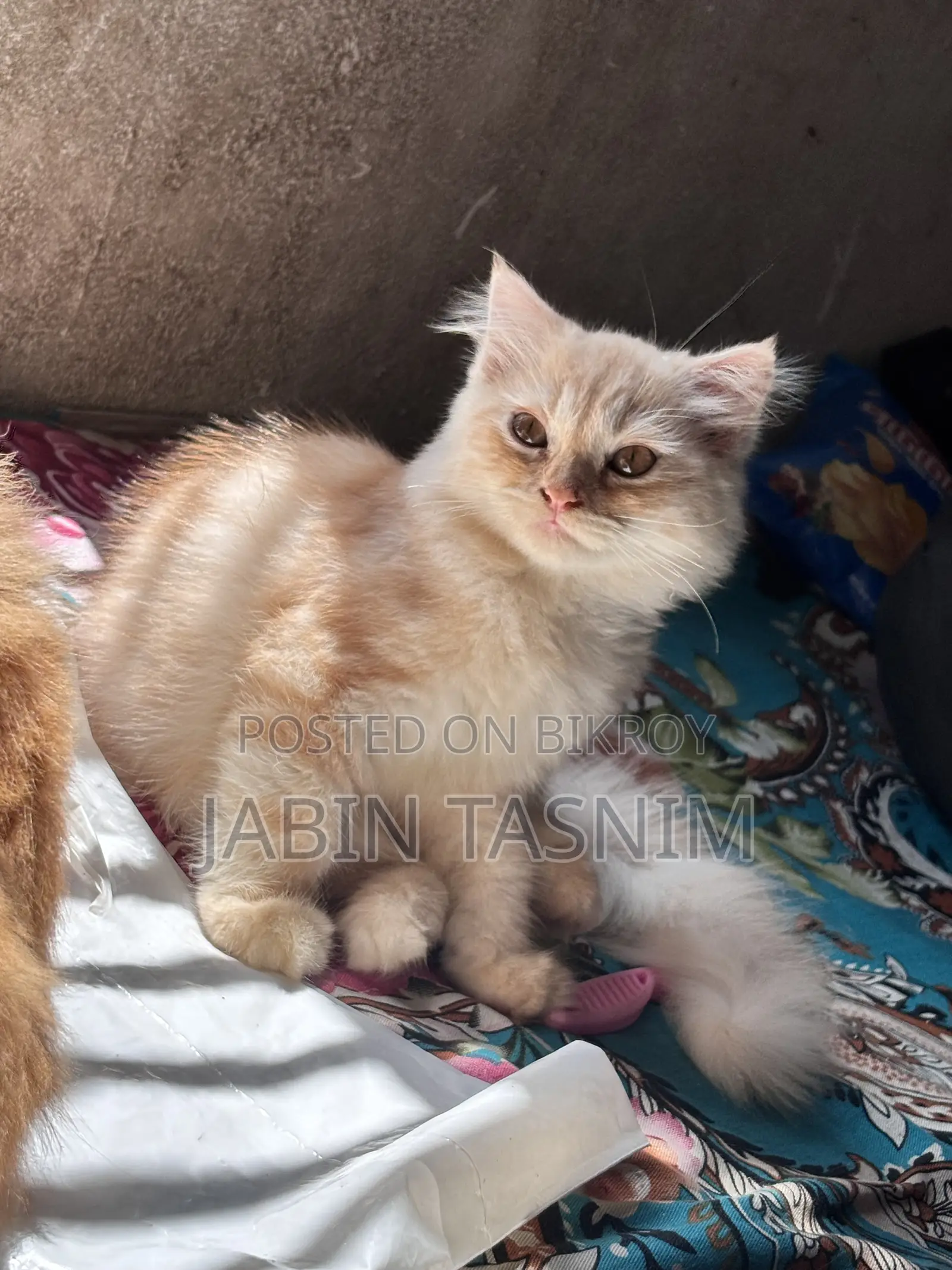 1-3 Months Male Purebred Scottish Fold