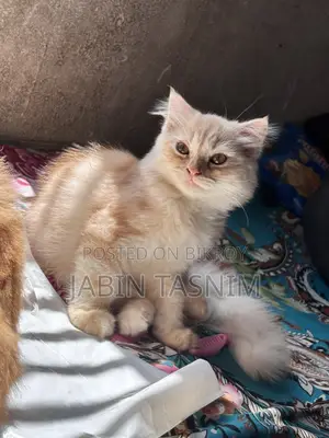 1-3 Months Male Purebred Scottish Fold