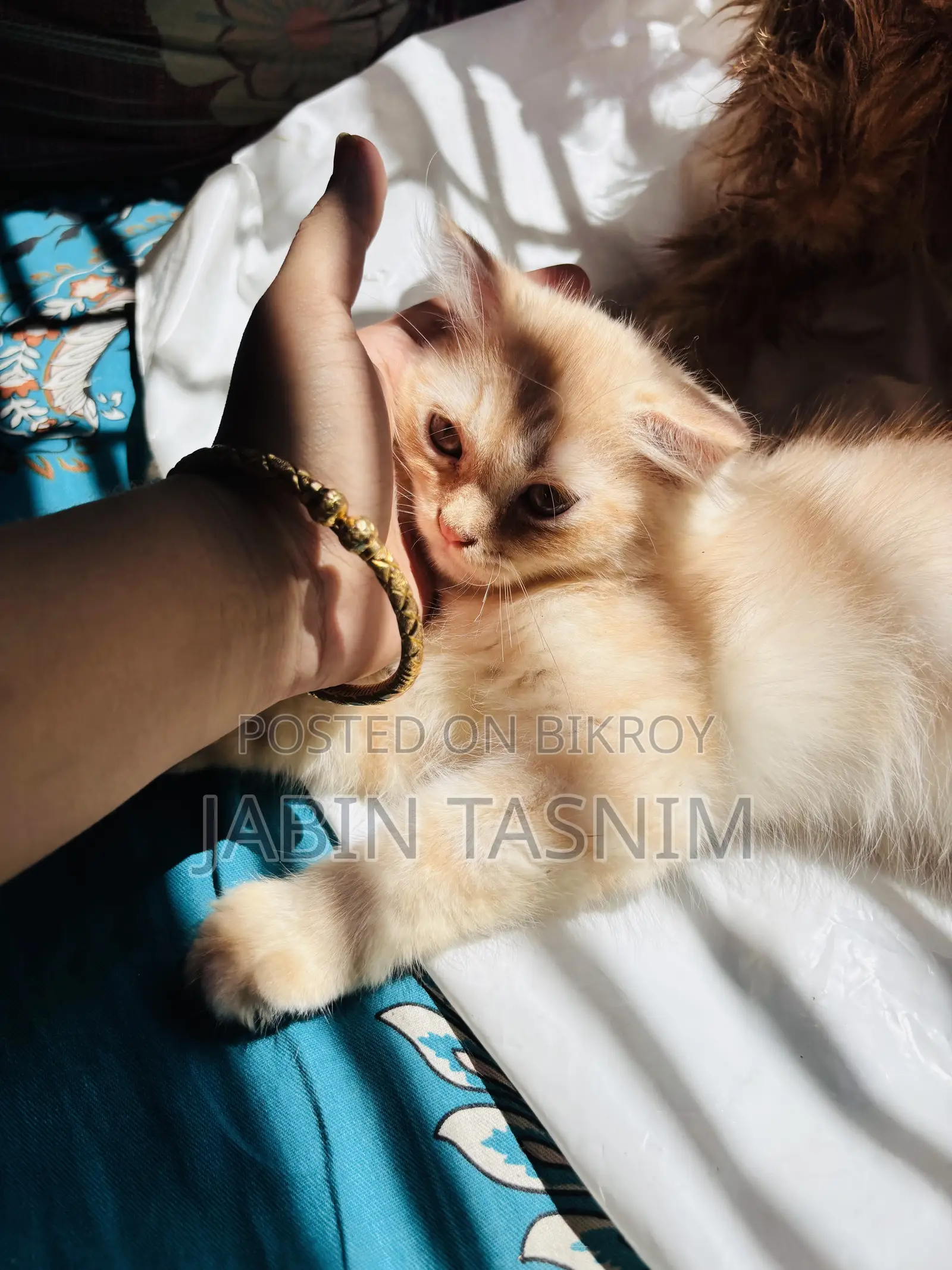 1-3 Months Male Purebred Scottish Fold