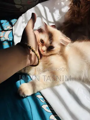 1-3 Months Male Purebred Scottish Fold