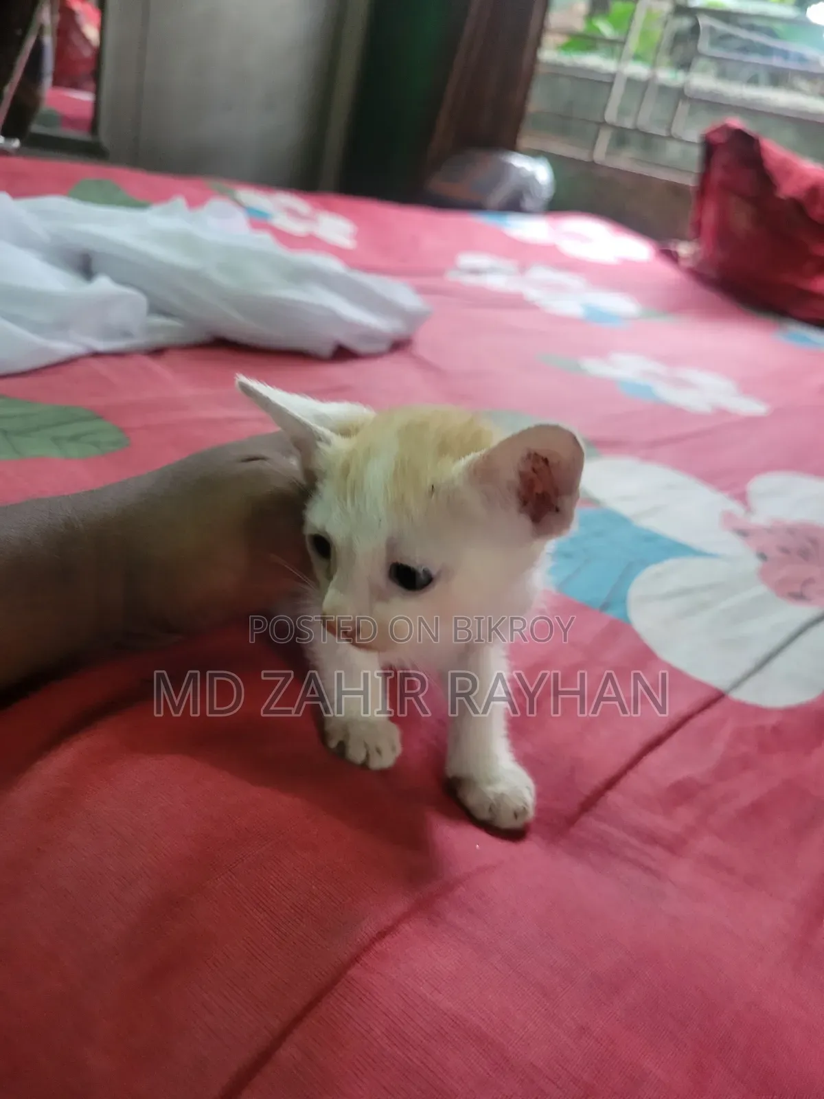 1-3 months Female Purebred Bengal