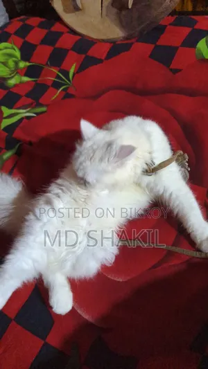 1+ year Female Purebred Persian