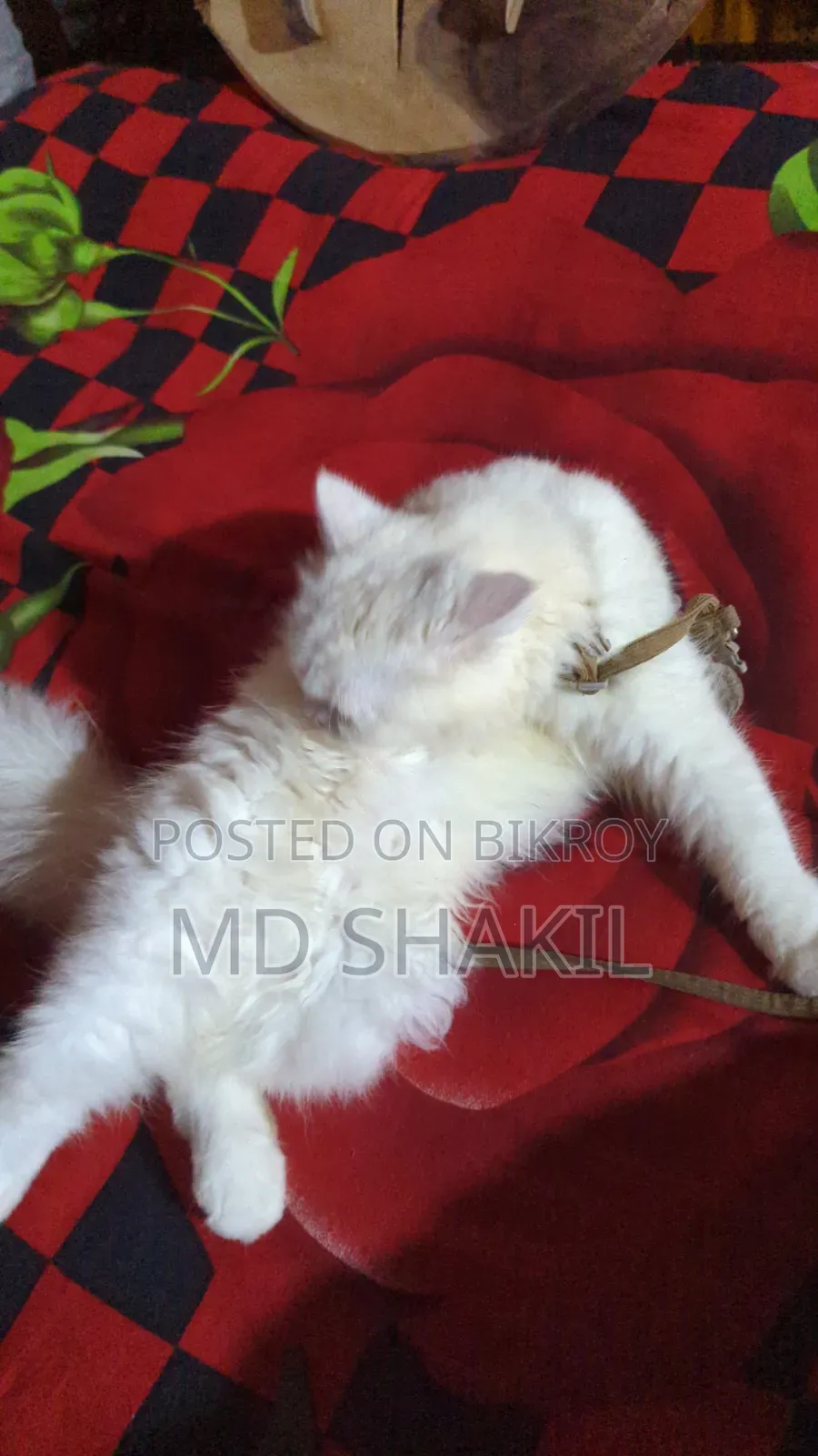 1+ year Female Purebred Persian