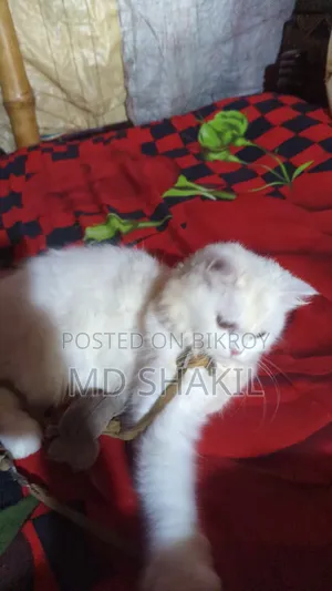 1+ year Female Purebred Persian