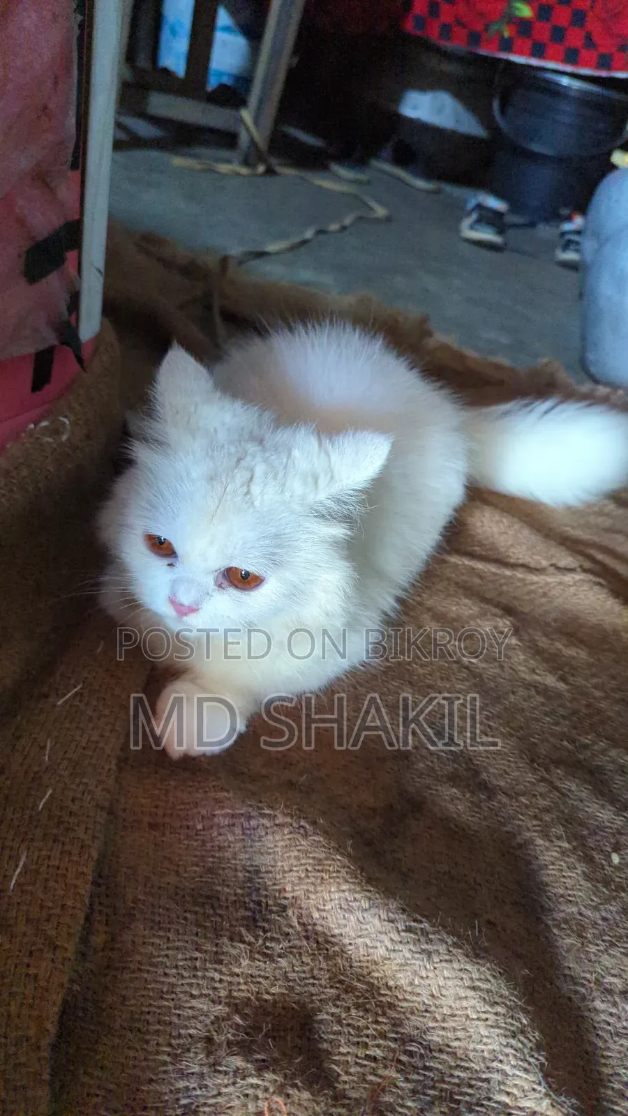 1+ year Female Purebred Persian