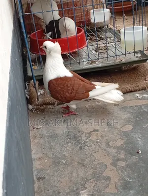 ভালো কবুতর শেডেল নর
