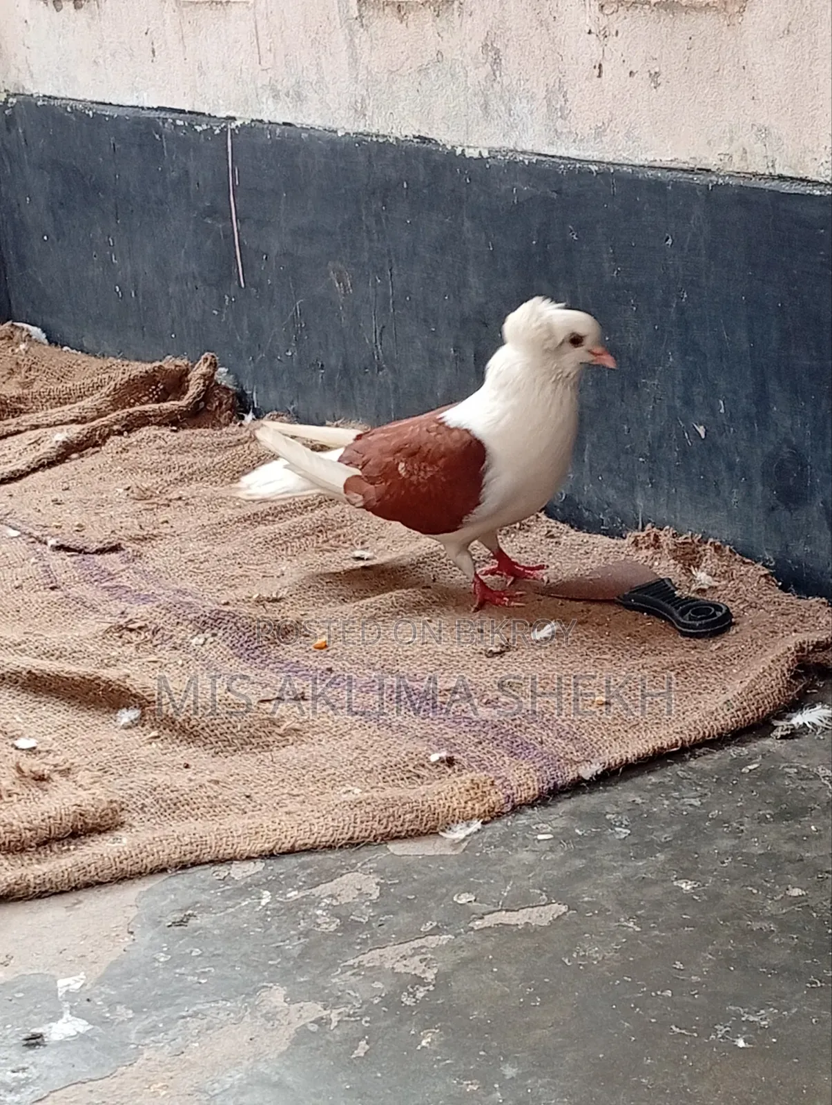 ভালো কবুতর শেডেল নর