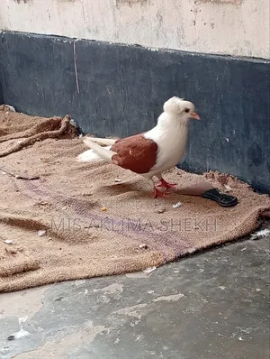 ভালো কবুতর শেডেল নর