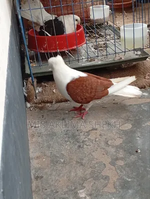 ভালো কবুতর শেডেল নর