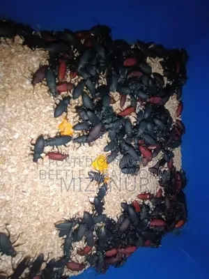 Beetle Mother, Larvae