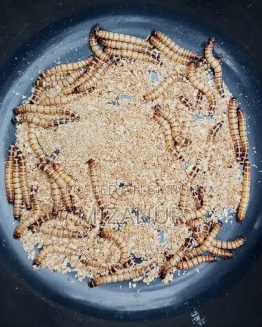 Beetle Mother, Larvae