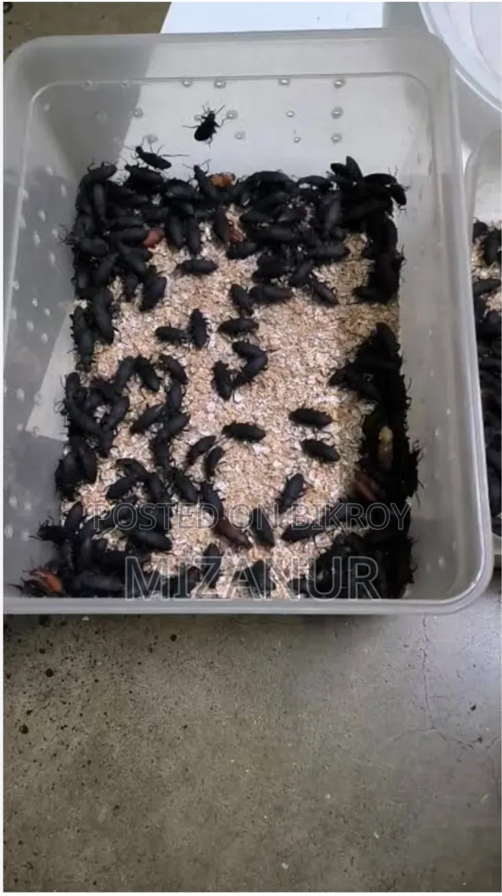 Beetle Mother, Larvae