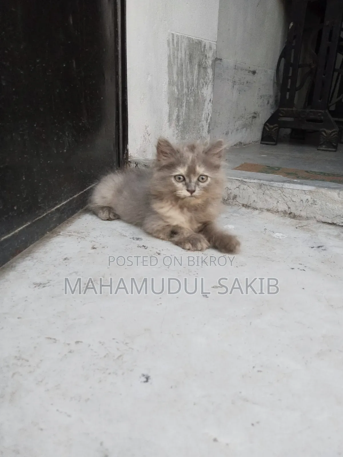 ১-৩ মাস বয়সী নারী বিশুদ্ধ পার্সিয়ান বিড়াল