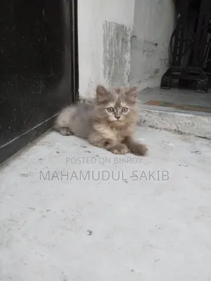 ১-৩ মাস বয়সী নারী বিশুদ্ধ পার্সিয়ান বিড়াল