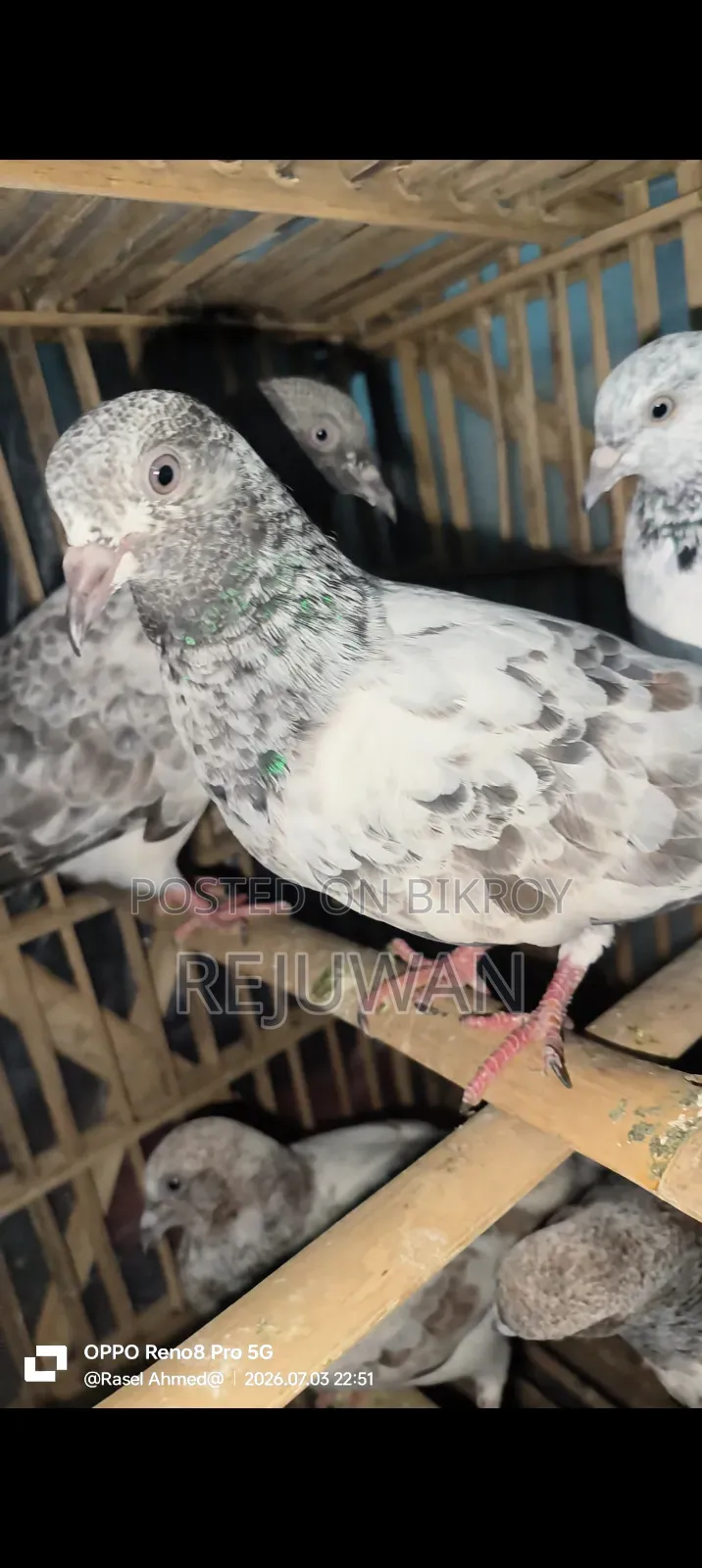 সিলভার বেবি, মিলিটারি, খাকি, জিরা গোলা
