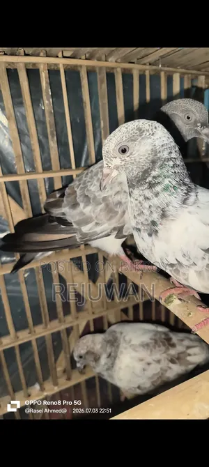সিলভার বেবি, মিলিটারি, খাকি, জিরা গোলা