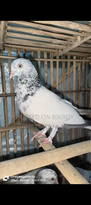 সিলভার বেবি, মিলিটারি, খাকি, জিরা গোলা