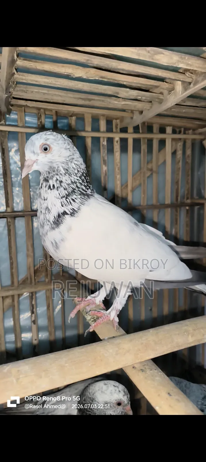 সিলভার বেবি, মিলিটারি, খাকি, জিরা গোলা