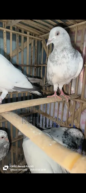 সিলভার বেবি, মিলিটারি, খাকি, জিরা গোলা