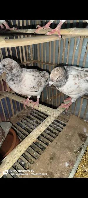 সিলভার বেবি, মিলিটারি, খাকি, জিরা গোলা