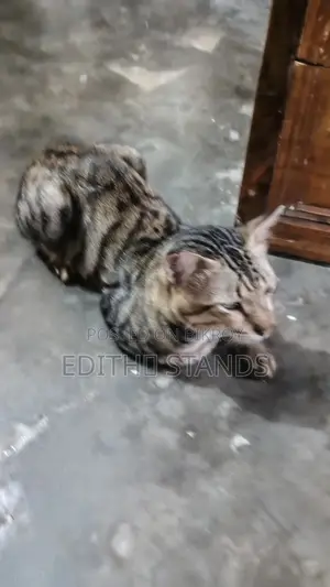 1+ Year Male Purebred Bengal