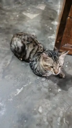 1+ Year Male Purebred Bengal