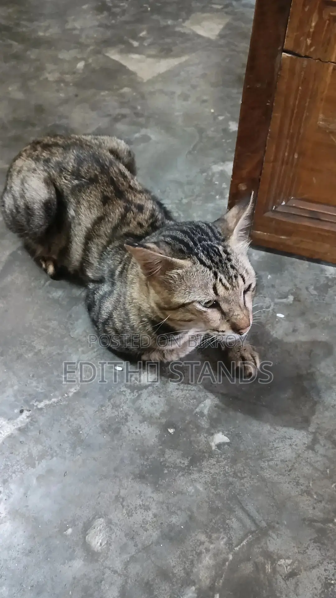1+ Year Male Purebred Bengal