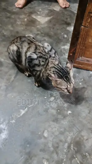 1+ Year Male Purebred Bengal