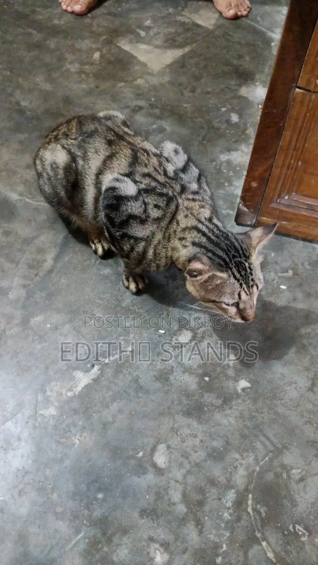 1+ Year Male Purebred Bengal