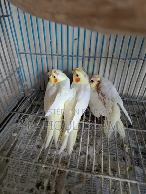 Cockatiel baby for sale