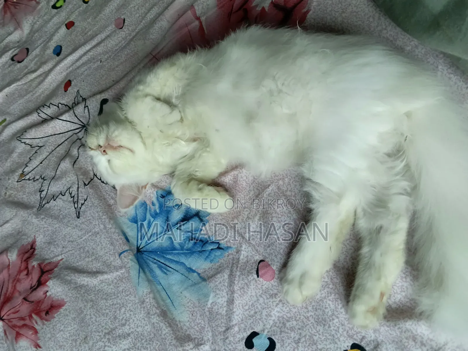 1+ Year Female Purebred Persian
