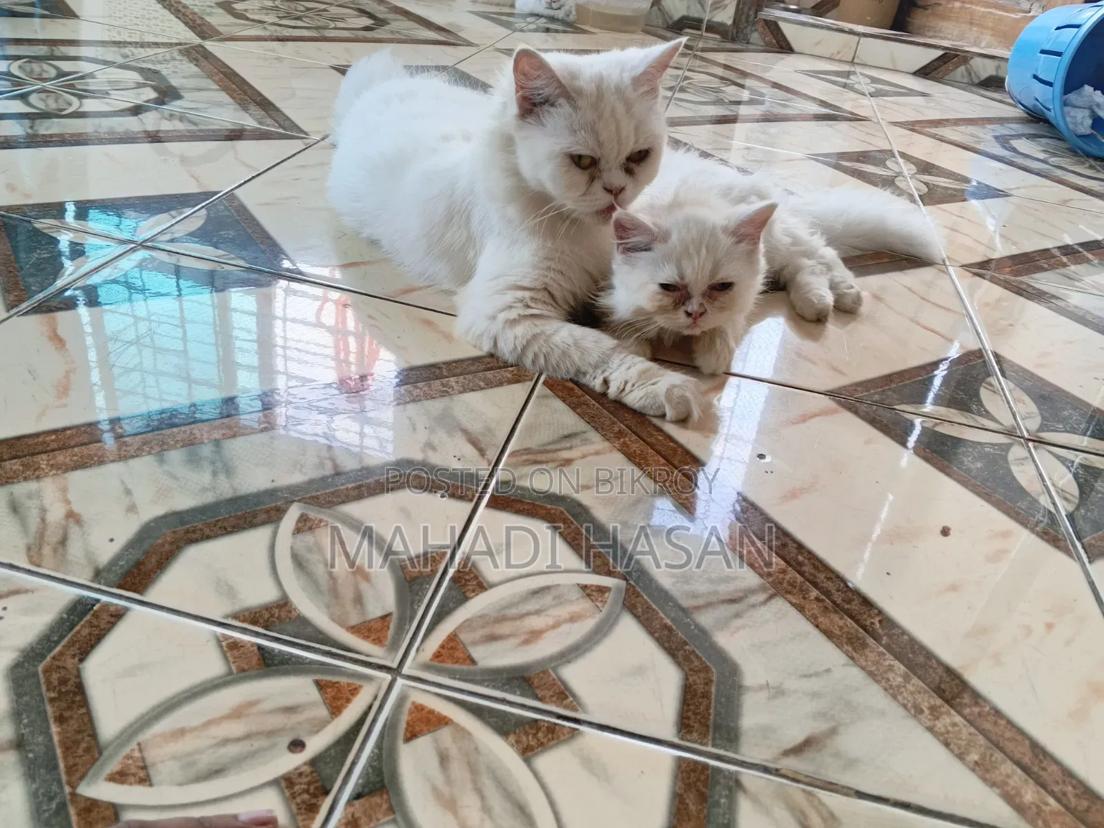 1+ Year Female Purebred Persian