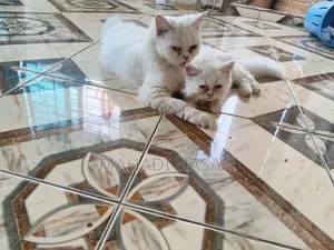 1+ Year Female Purebred Persian