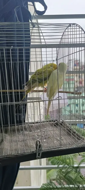 Bird Pair for Sale