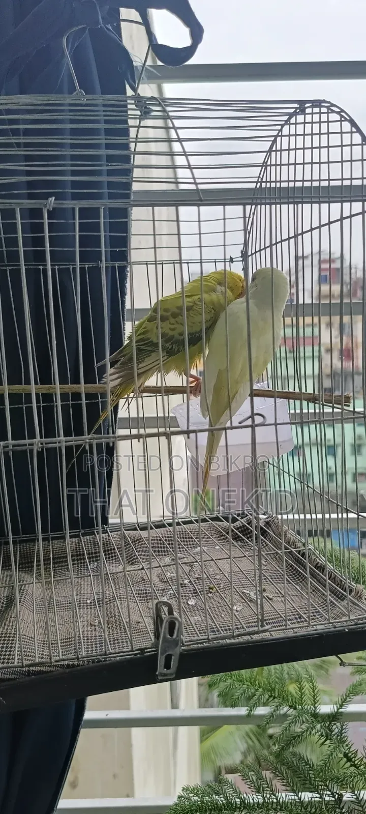 Bird Pair for Sale