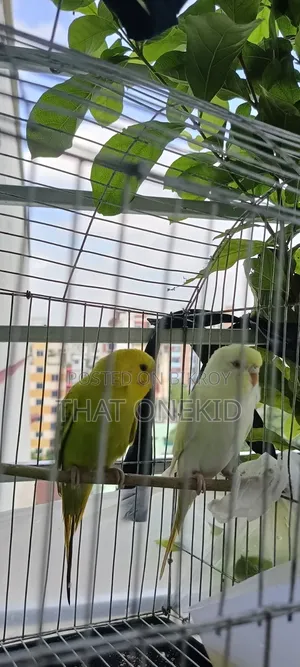Bird Pair for Sale