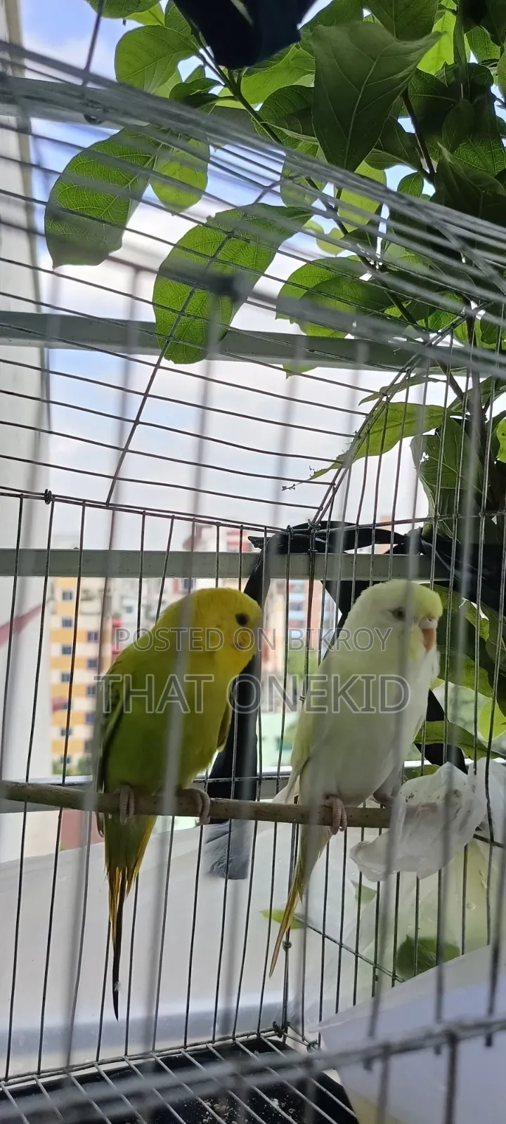 Bird Pair for Sale