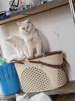 1+ Year Female Purebred Persian