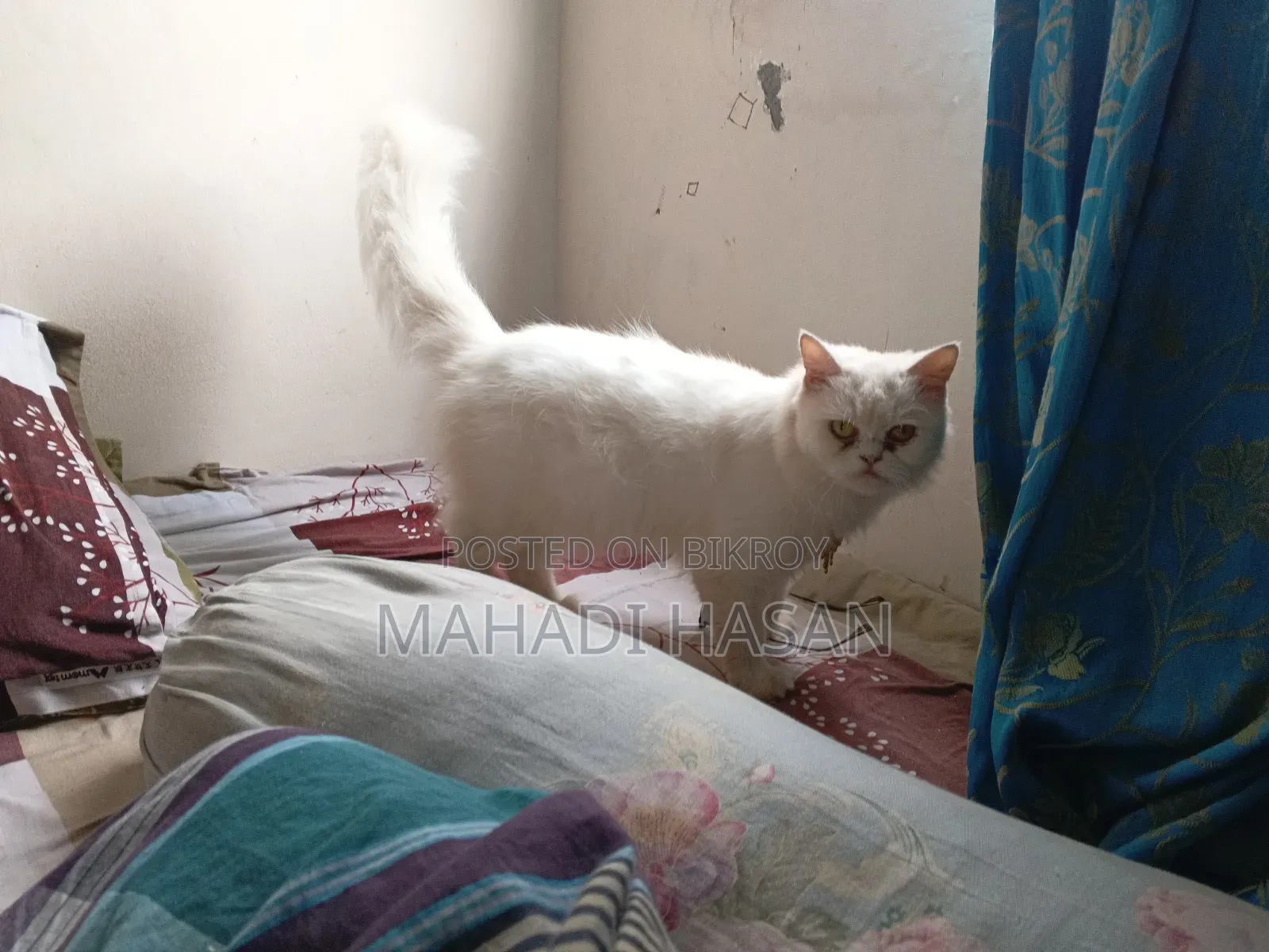 1+ Year Female Purebred Persian