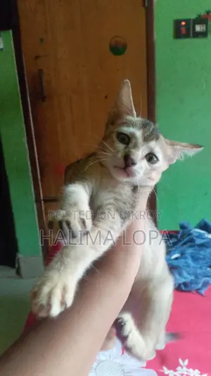 0-1 Month Female Mixed Breed Bengal Cat